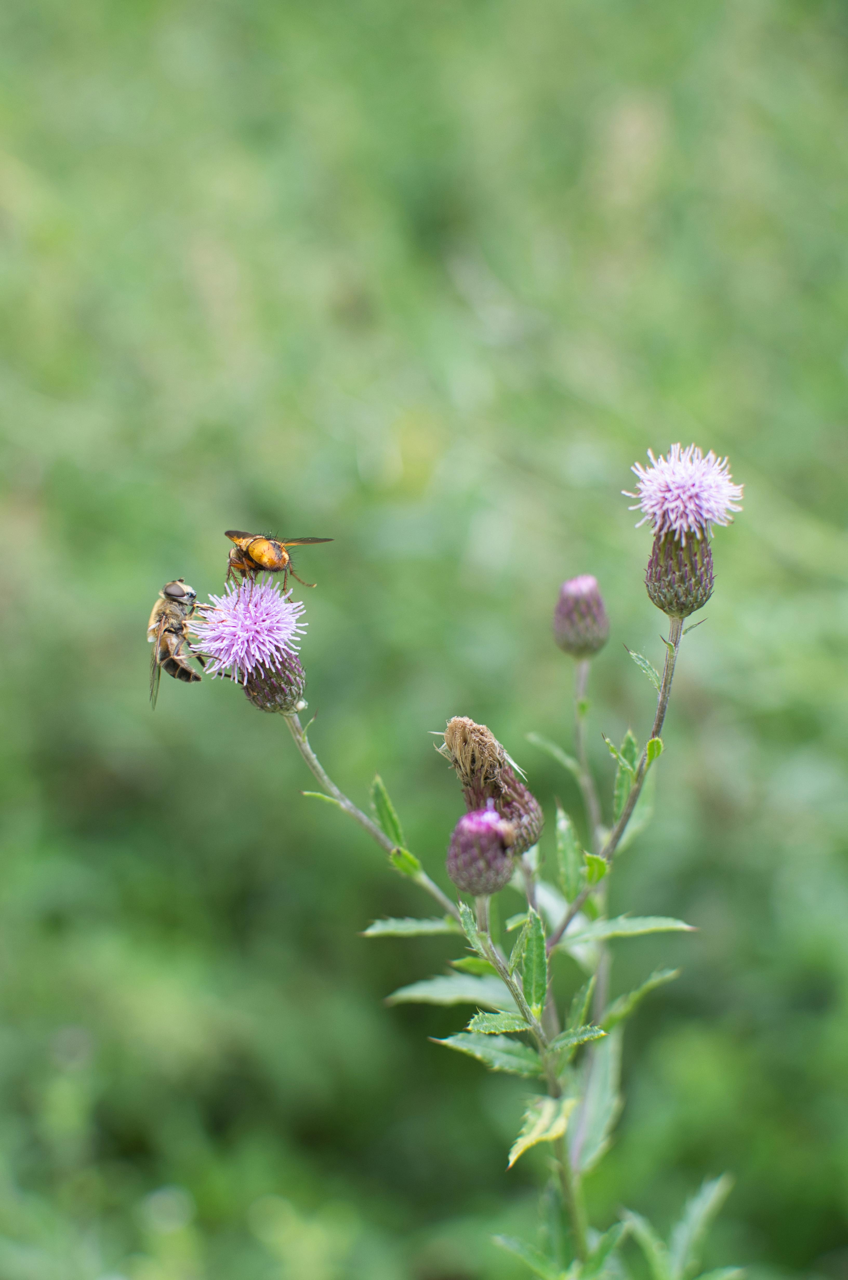 A vibrant thistle with bees engaged in pollination, captured in a lush summer garden.