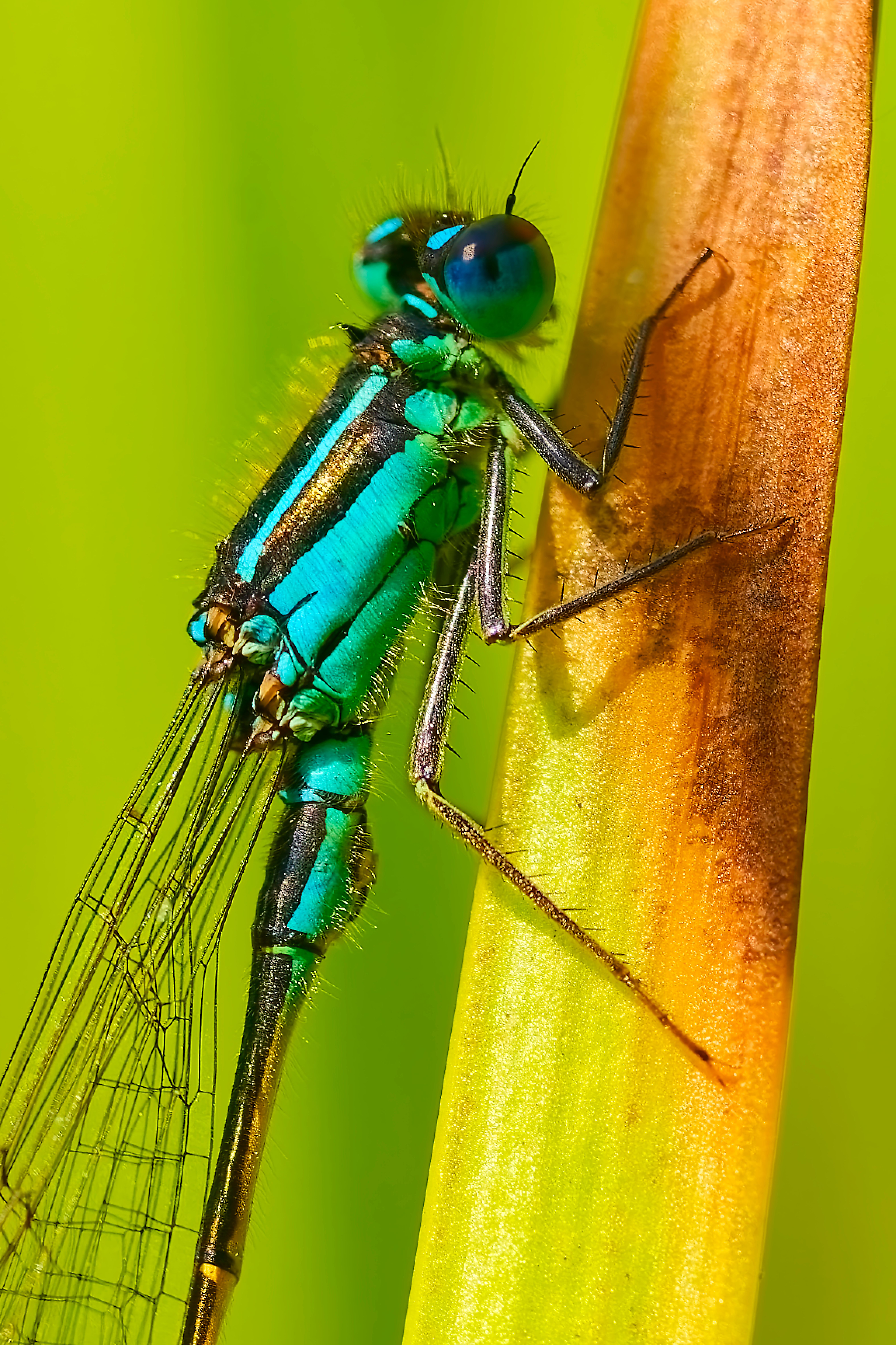 A blue dragonfly sitting on a stem · Free Stock Photo