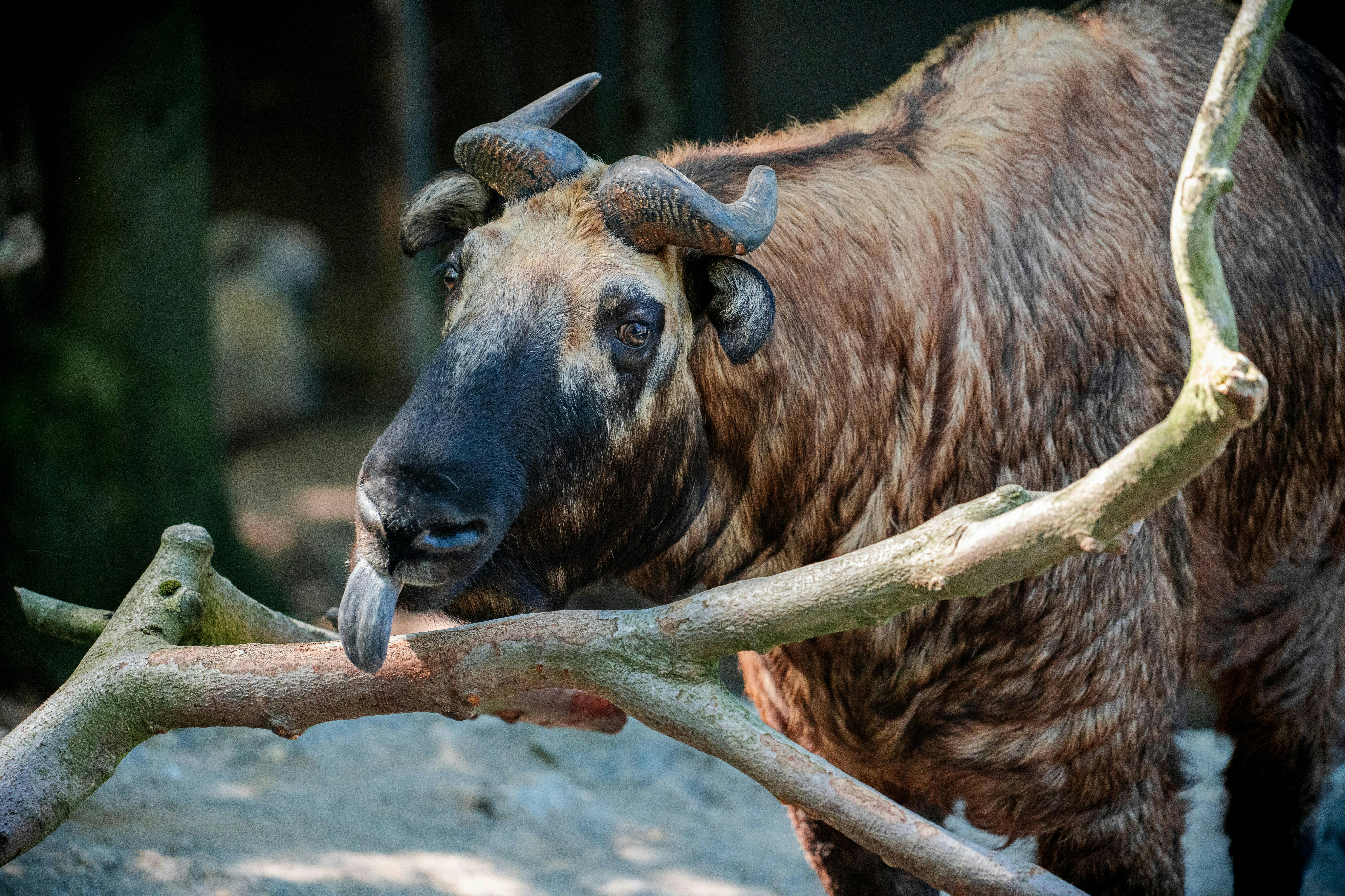 Gratuit Photos gratuites de animal, animal à cornes, animal de la forêt Photos