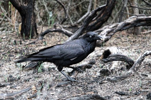 crow photo