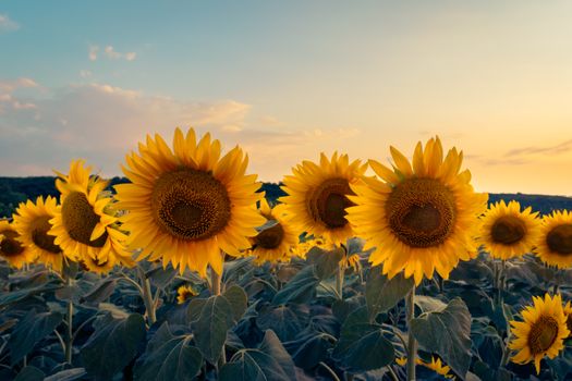 A vibrant sunflower field glowing under the warm sunset, capturing the essence of summer's beauty.
