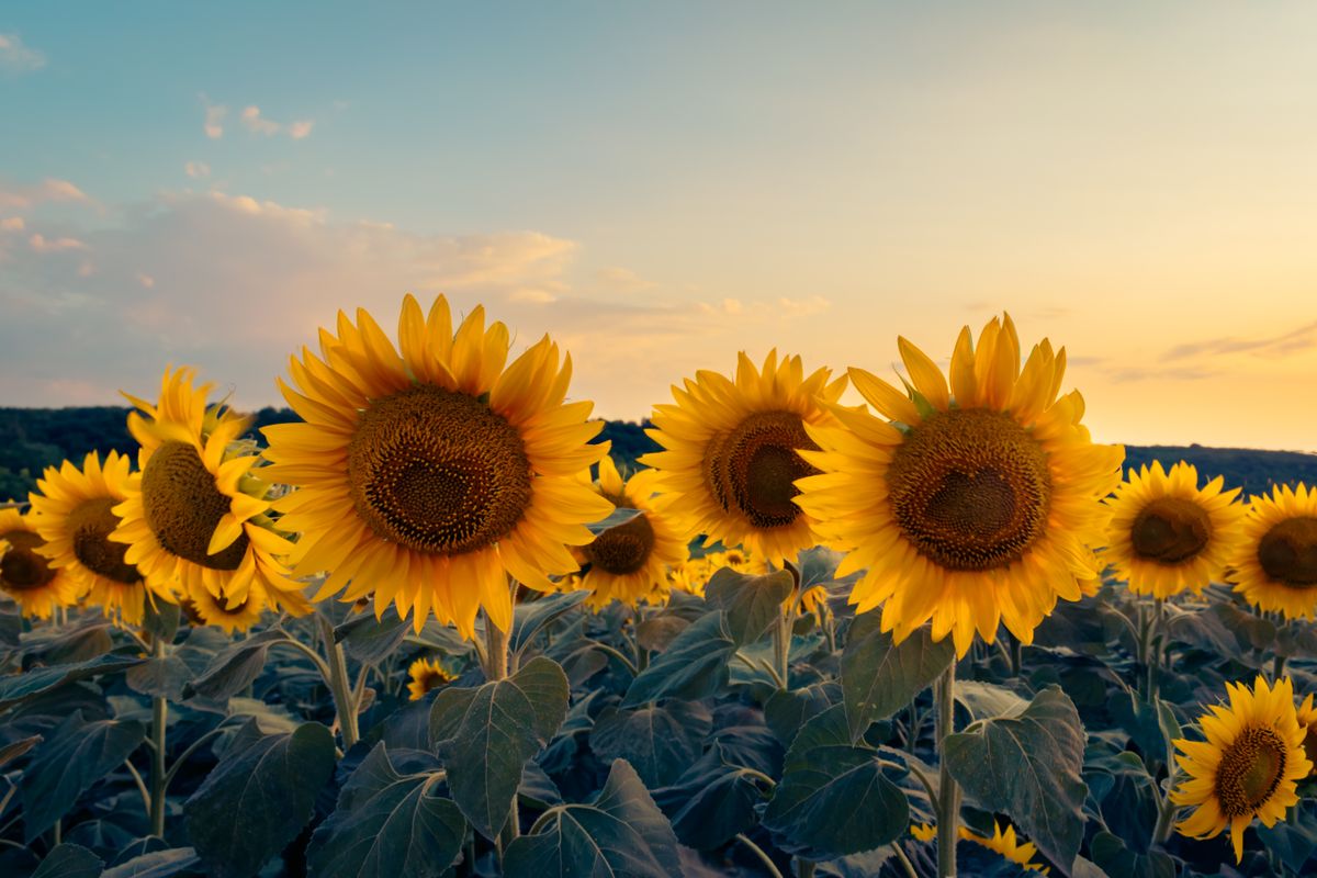 Sunflowers turned toward the setting sun