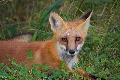 Free Close-up of a red fox reclining in green meadow, showcasing its auburn fur and observant eyes. Stock Photo