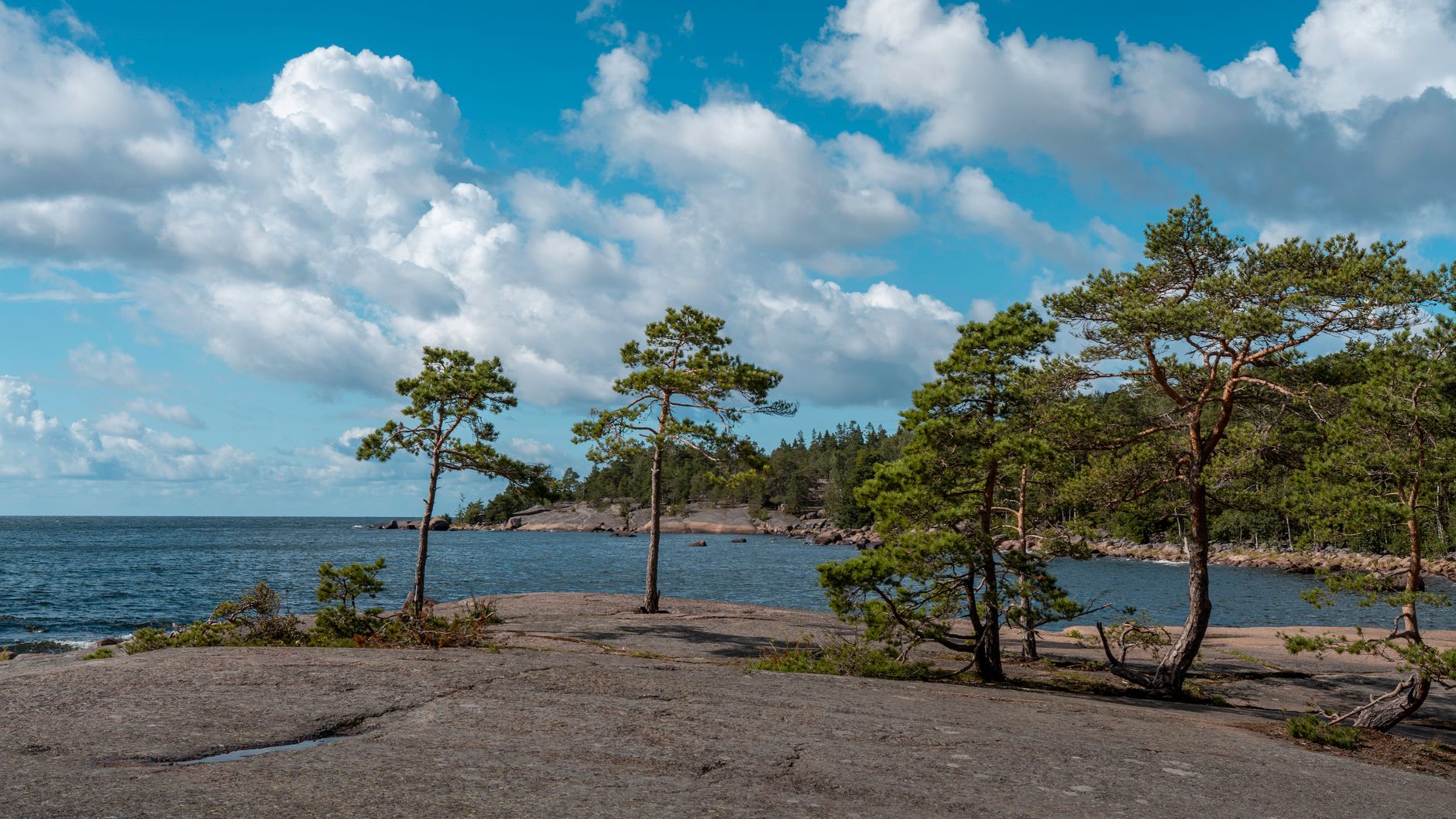 Tranquil coastal scene with pine trees and rocky shore under a blue sky and clouds.