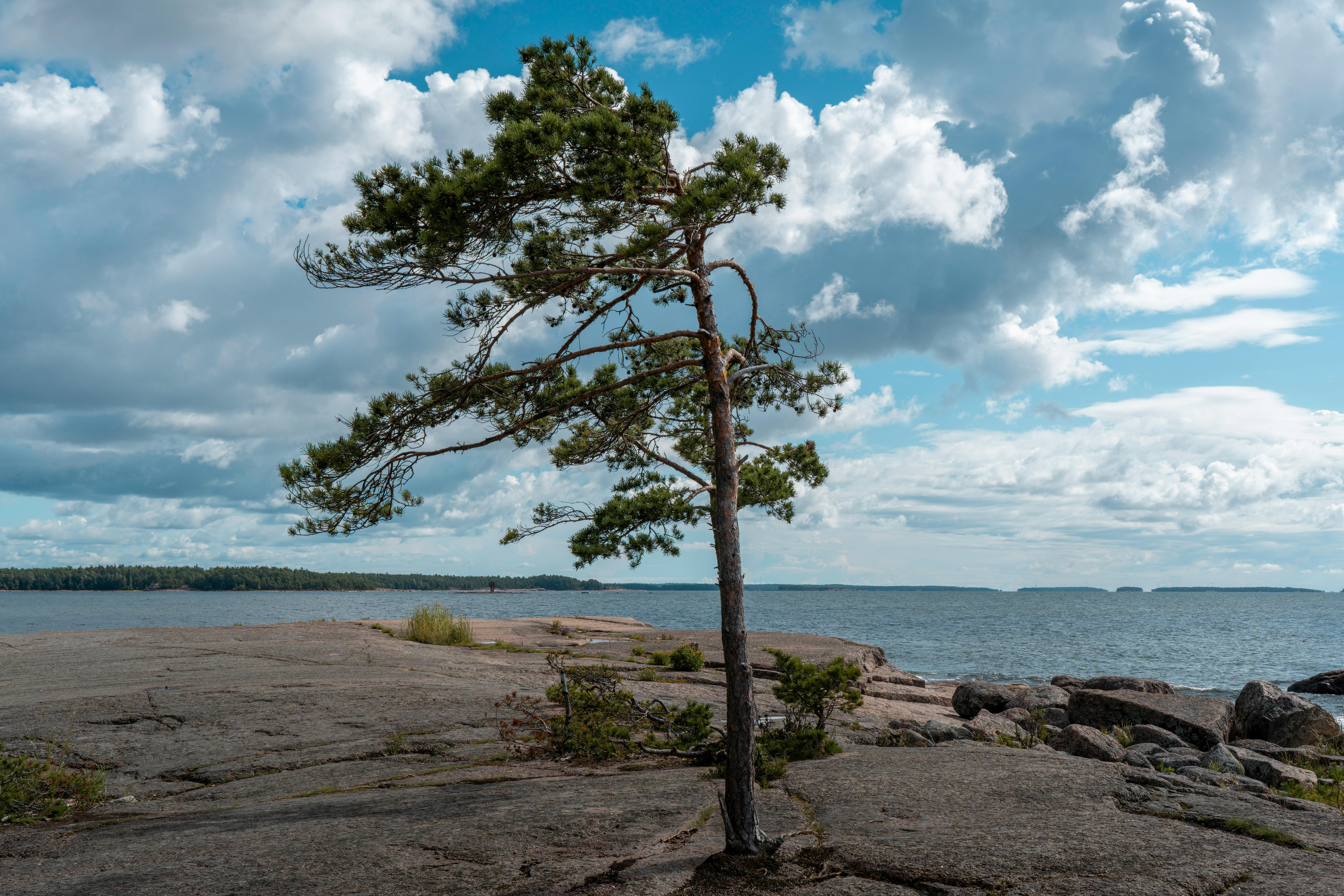 A solitary pine tree standing on a rocky shoreline against a bright blue sky and calm sea.