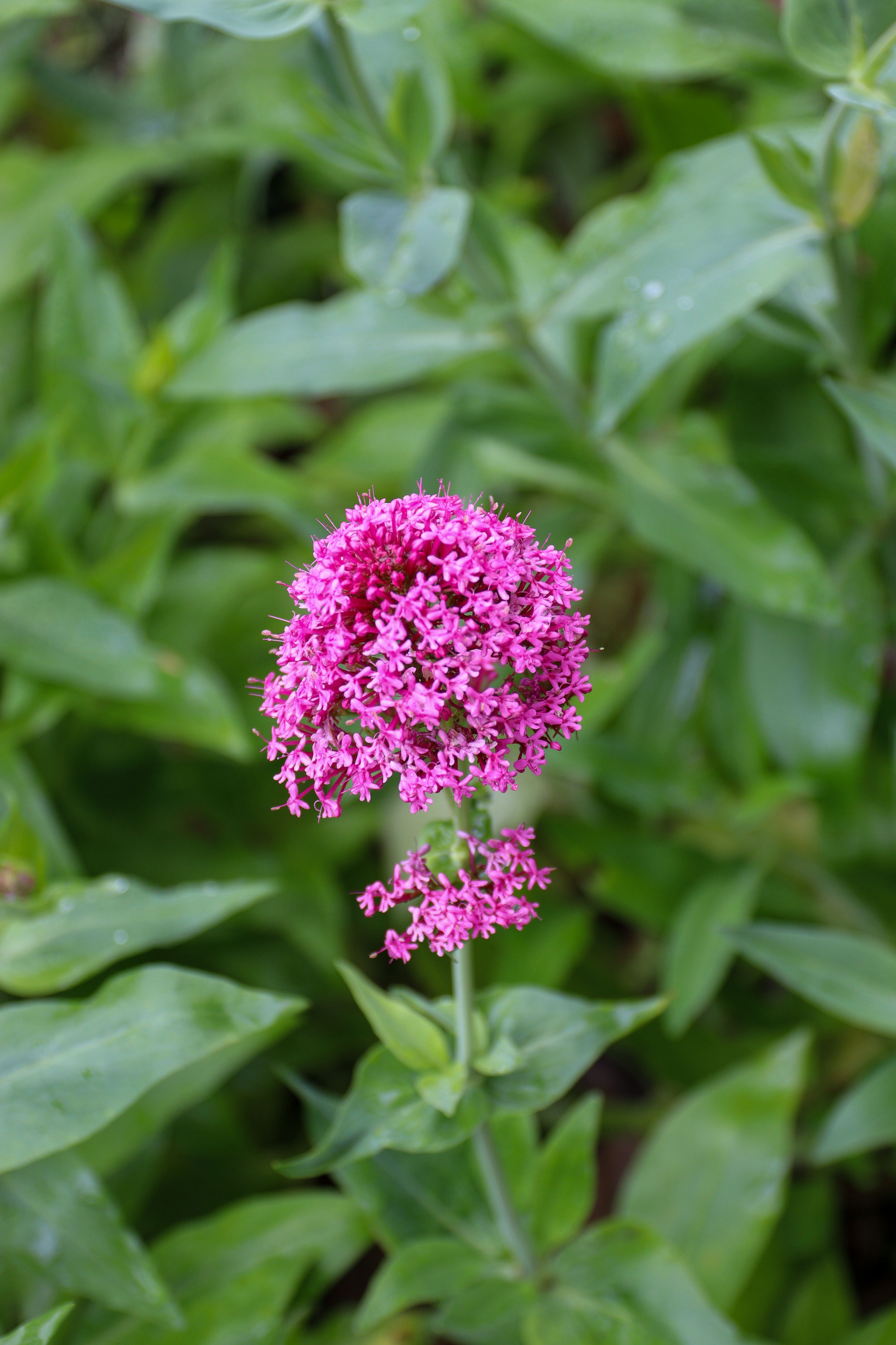 Close-up of a vibrant pink flower surrounded by lush green foliage outdoors.