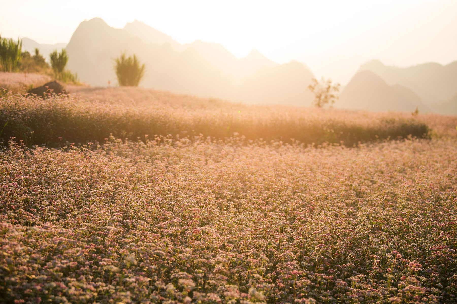 Pastel sunset meadow — Duc Nguyen on Pexels