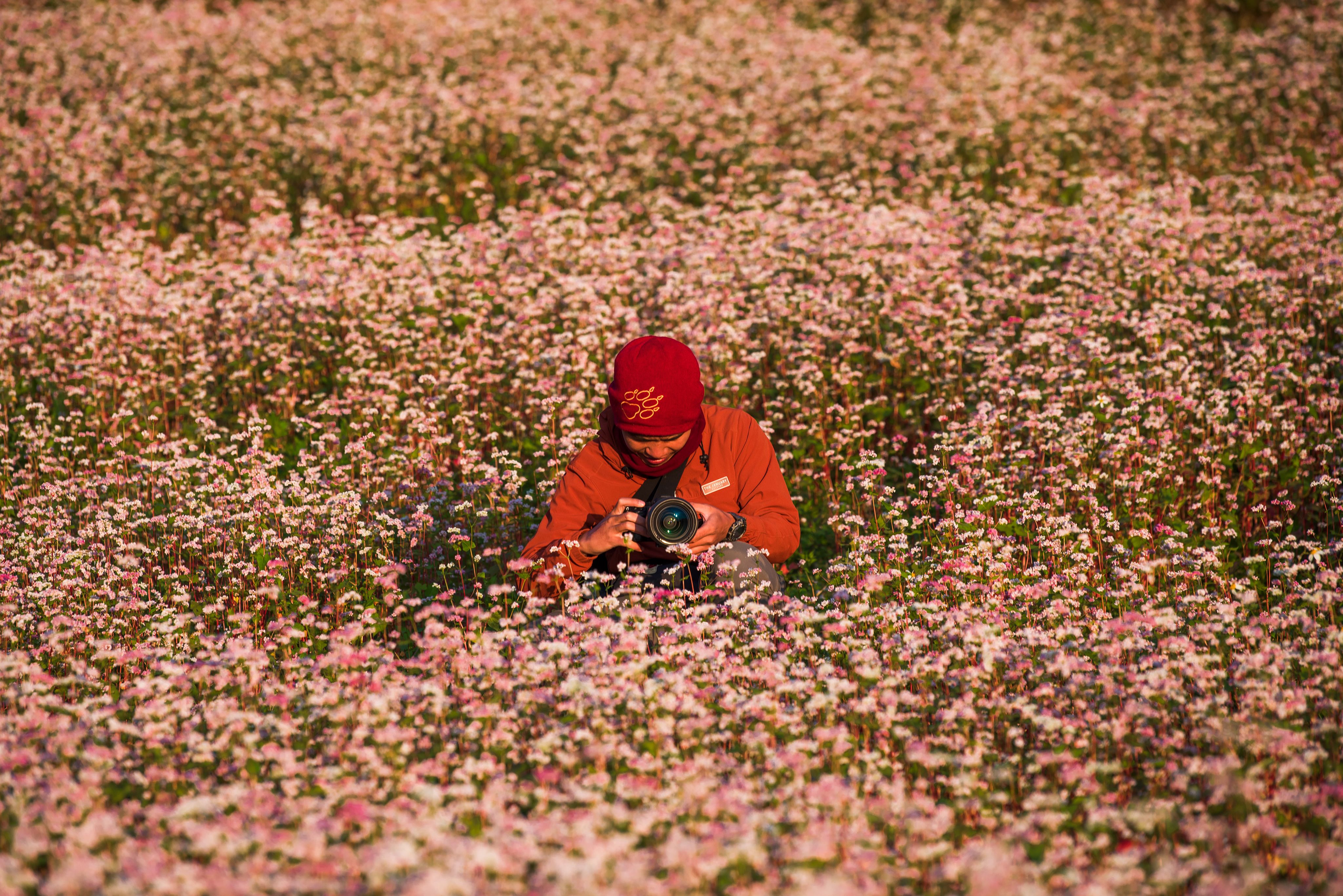 Man Standing in the Middle of Yellow Flower Field · Free Stock Photo