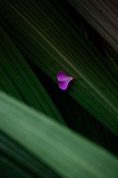 A bright purple petal resting on a large lush green leaf, showcasing nature's contrast.