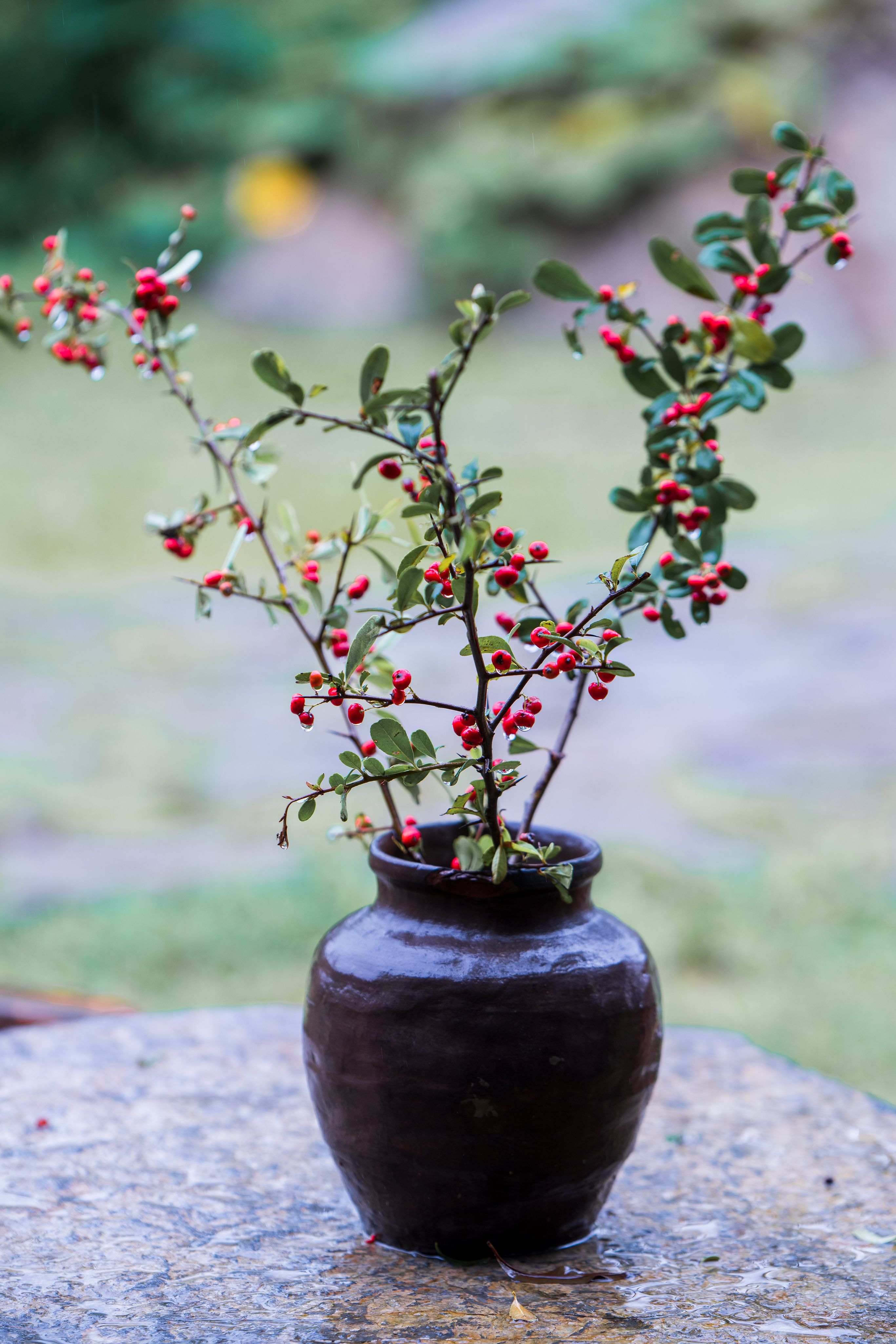 Plant Edible Berry Bushes