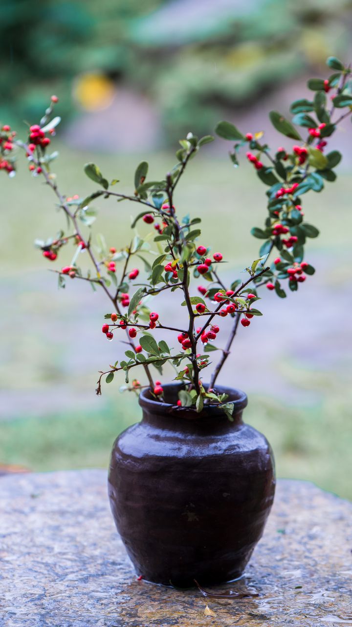 Plant Edible Berry Bushes