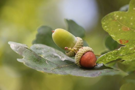 pale acorns oak