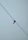 A pink light is hanging from a wire