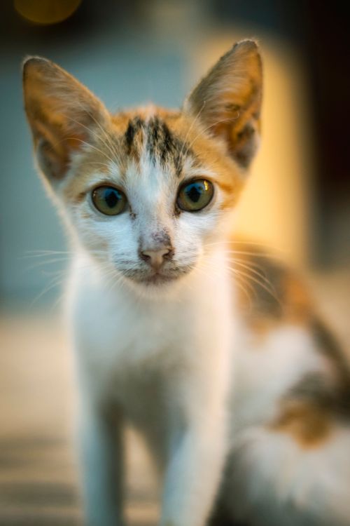 Free Close-up portrait of a cute calico kitten with curious eyes and soft fur, standing outdoors. Stock Photo