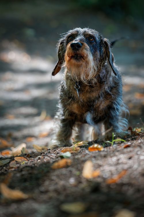 Free A charming dachshund with floppy ears enjoying a sunny day in the park. Perfect for pet lovers. Stock Photo