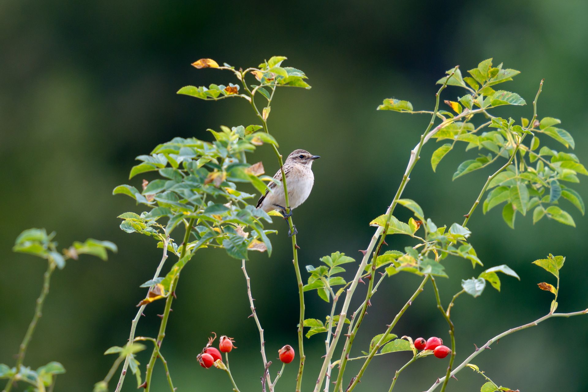 A whinchat bird resting on a rose bush adorned with berries in a vibrant green meadow.