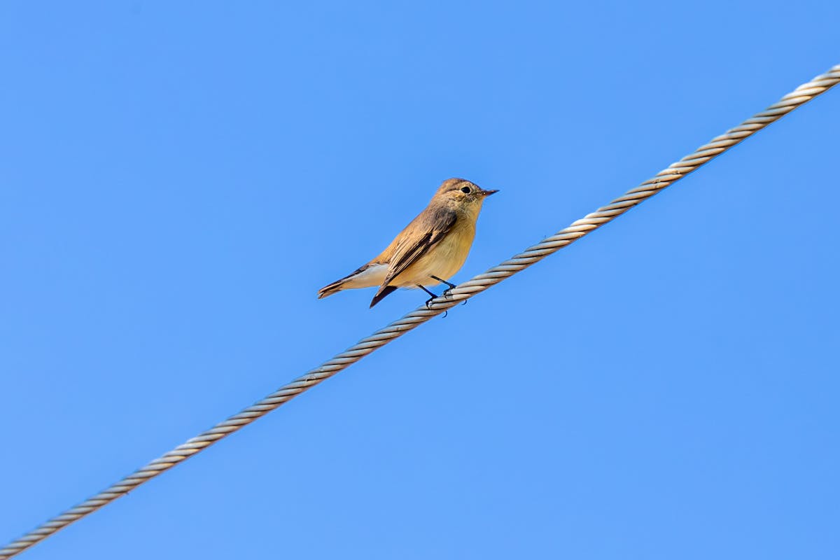 Small+Breast+With+Pointy+Nipples Photos, Download The BEST Free Small Small+Breast+With+Pointy+Nipples Photos, Download The BEST Free Small