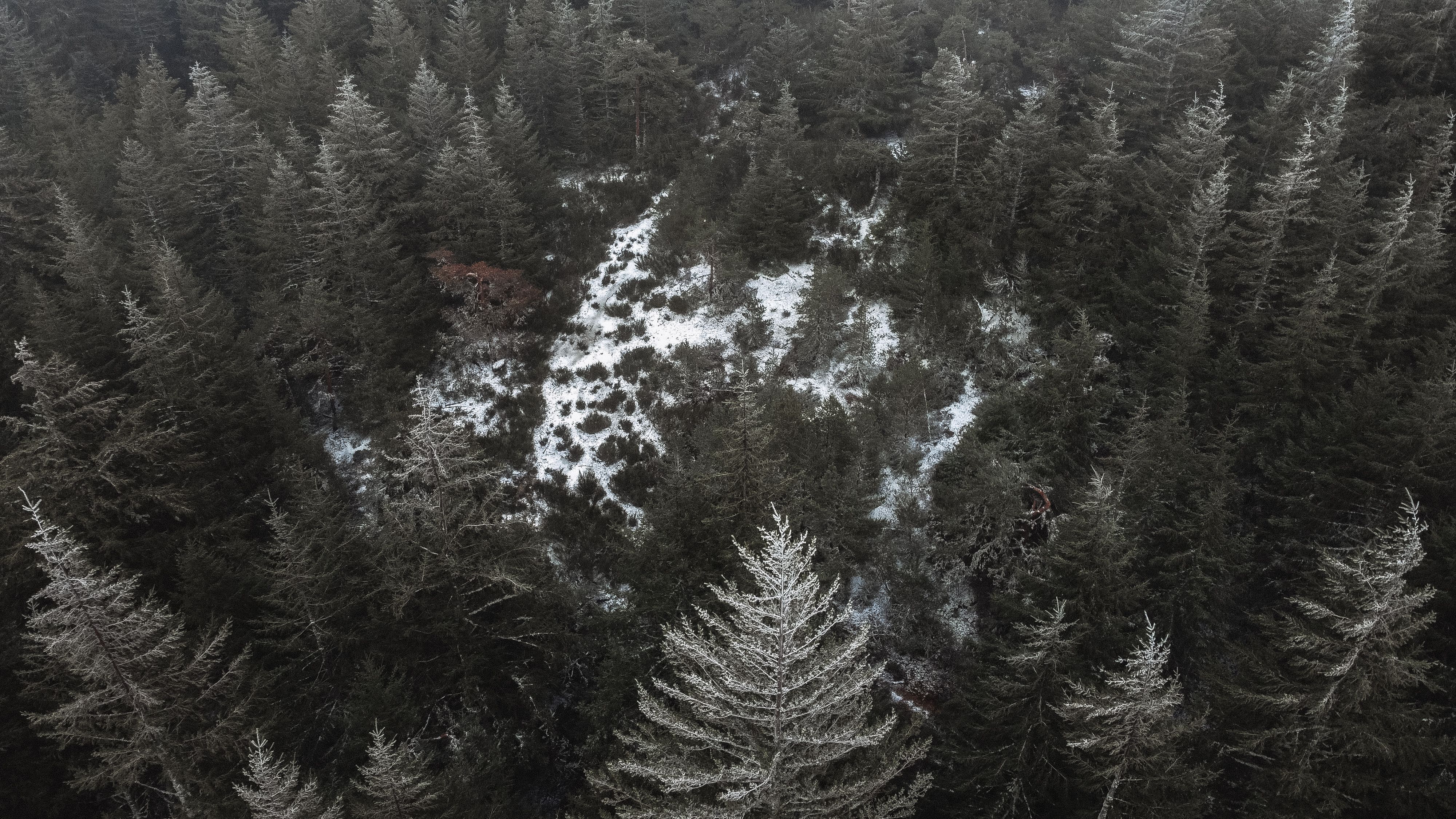 ‘Twin Peaks’ Review: Groundbreaking Television Series a Perfect Accompaniment to the Movies of Spooky Season — Photo by Lucas