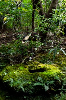 Explore tranquility in a lush Japanese garden with a bamboo water fountain and vibrant greenery.
