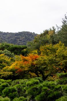 Serene forest view with vibrant autumn leaves in a Japanese landscape, ideal for nature themes.