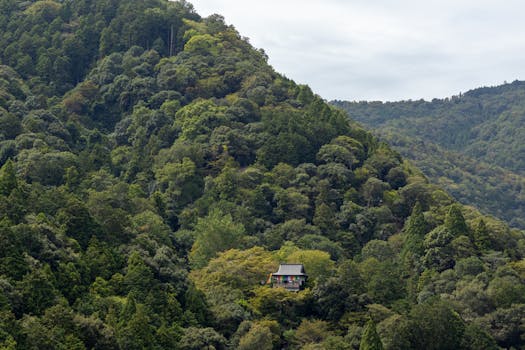 Lush green forest surrounding a serene Japanese temple nestled in a tranquil valley.