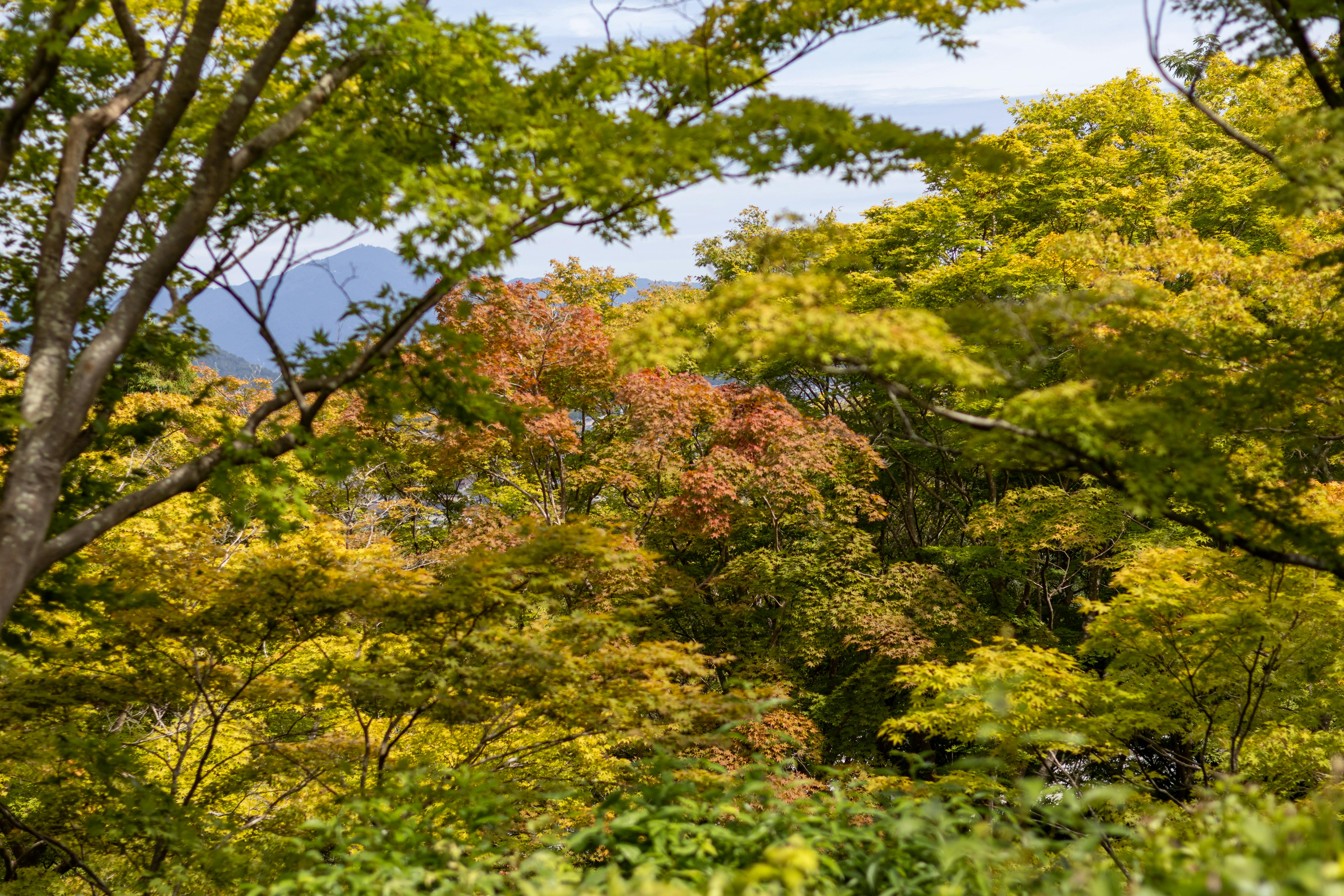 a view of the mountains and trees in the fall