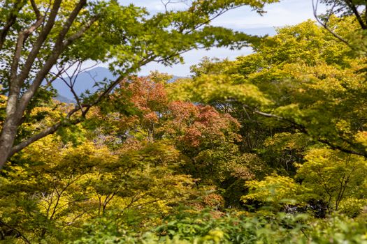 Vibrant autumn foliage in a Japanese forest with colorful maple trees, showcasing nature's beauty.