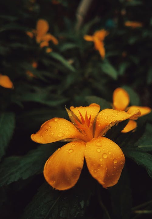 Free Close-Up Photo Of Flower During Daytime Stock Photo