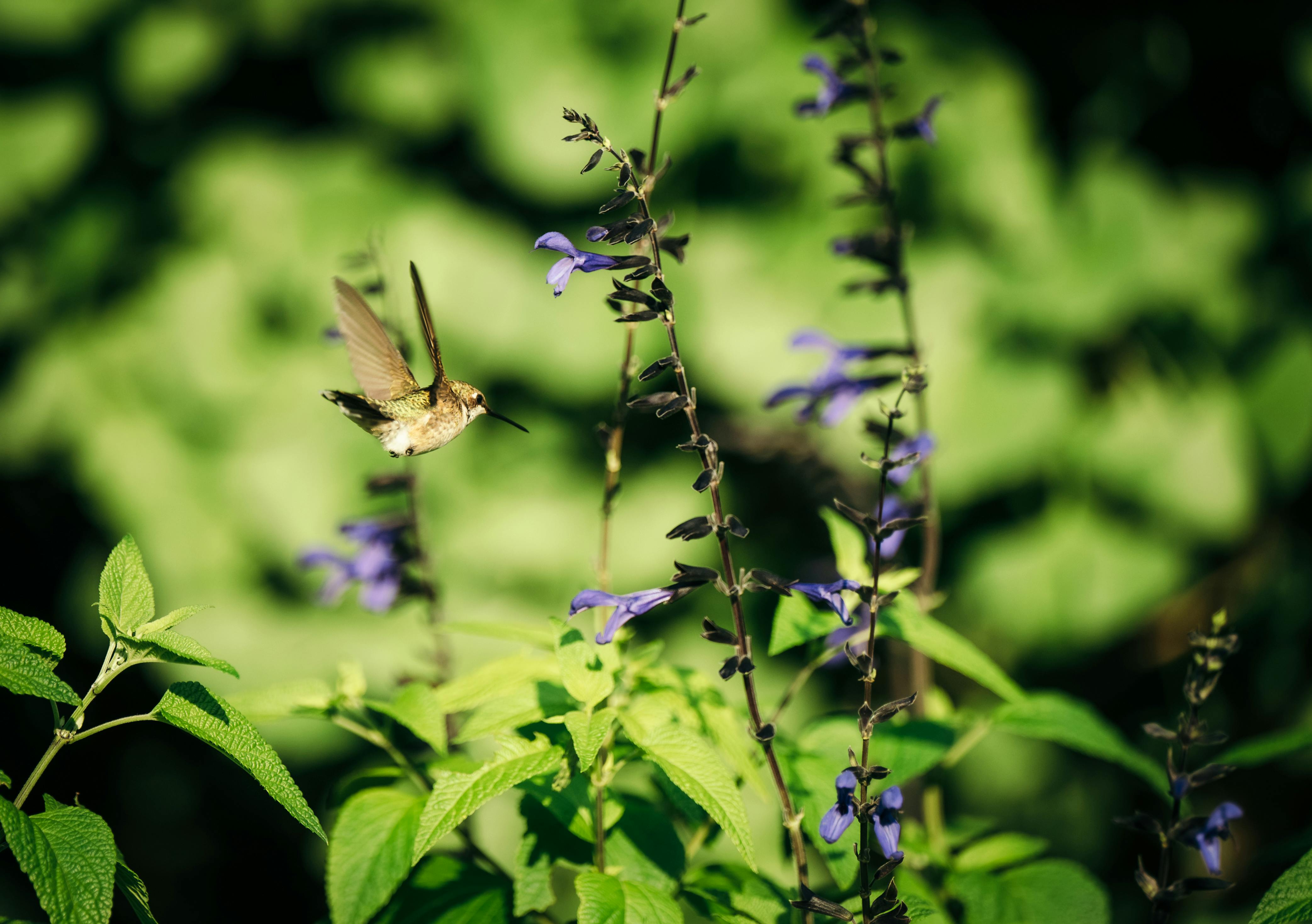 a hummingbird is flying over some purple flowers