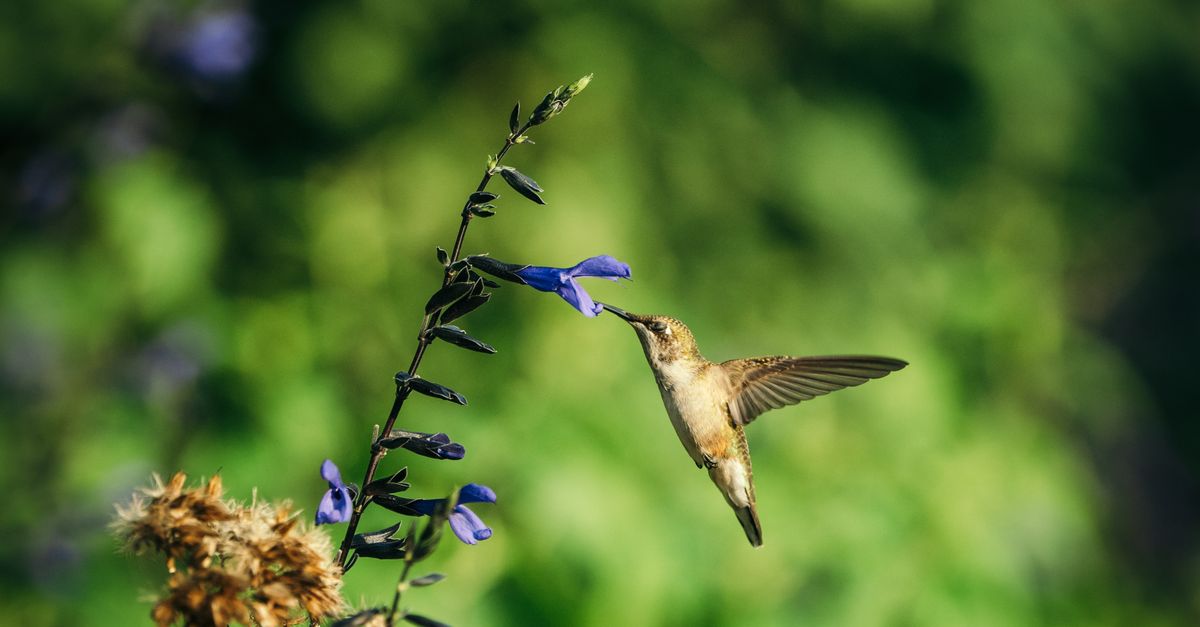 A hummingbird hovers mid-flight with wings spread, feeding from a purple flower on a dark stem against a soft green blurred background.