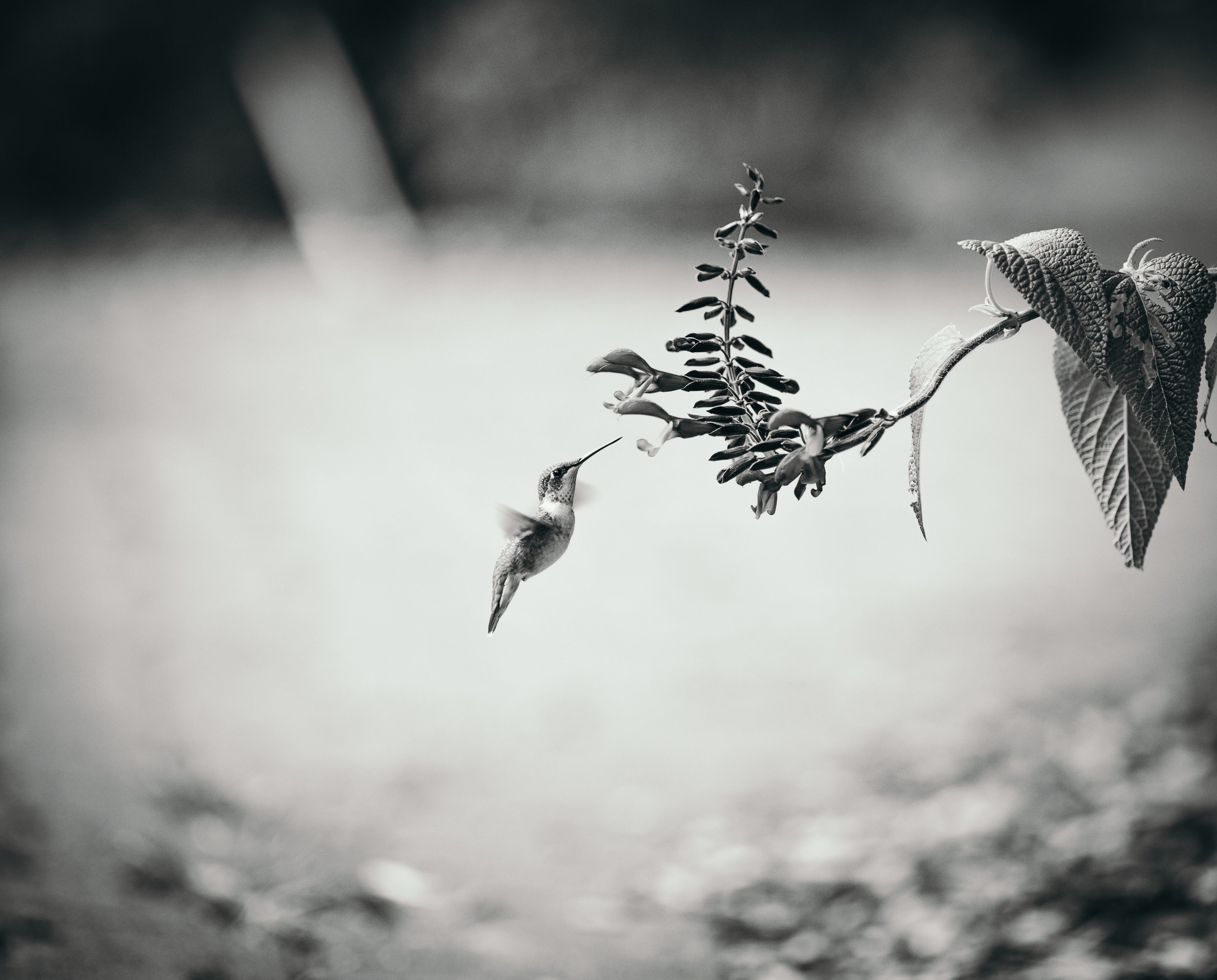 A monochrome image capturing a hummingbird in mid-flight as it approaches a flowering plant.