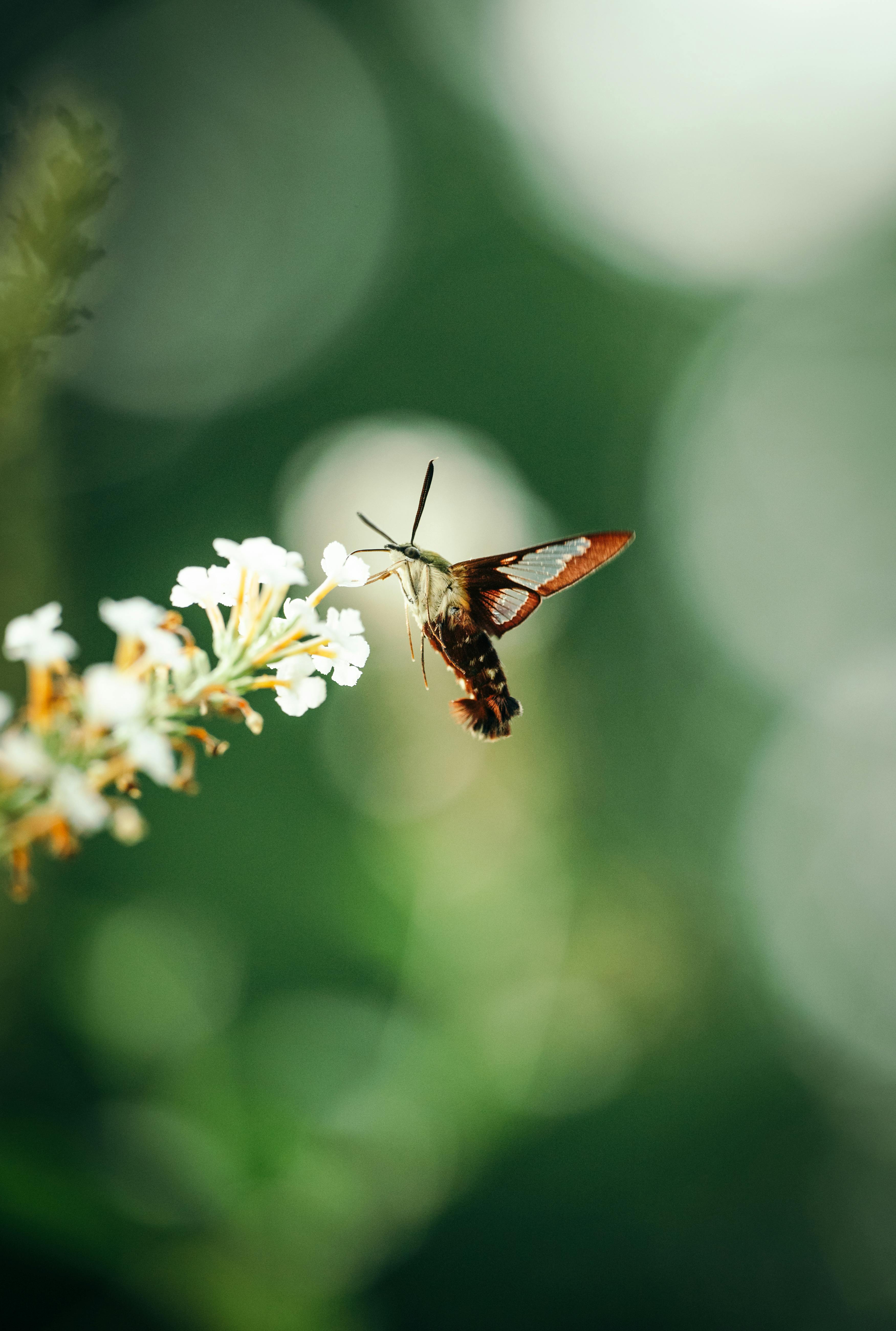 A hummingbird moth approaching delicate white flowers in a garden, captured in summer lighting.