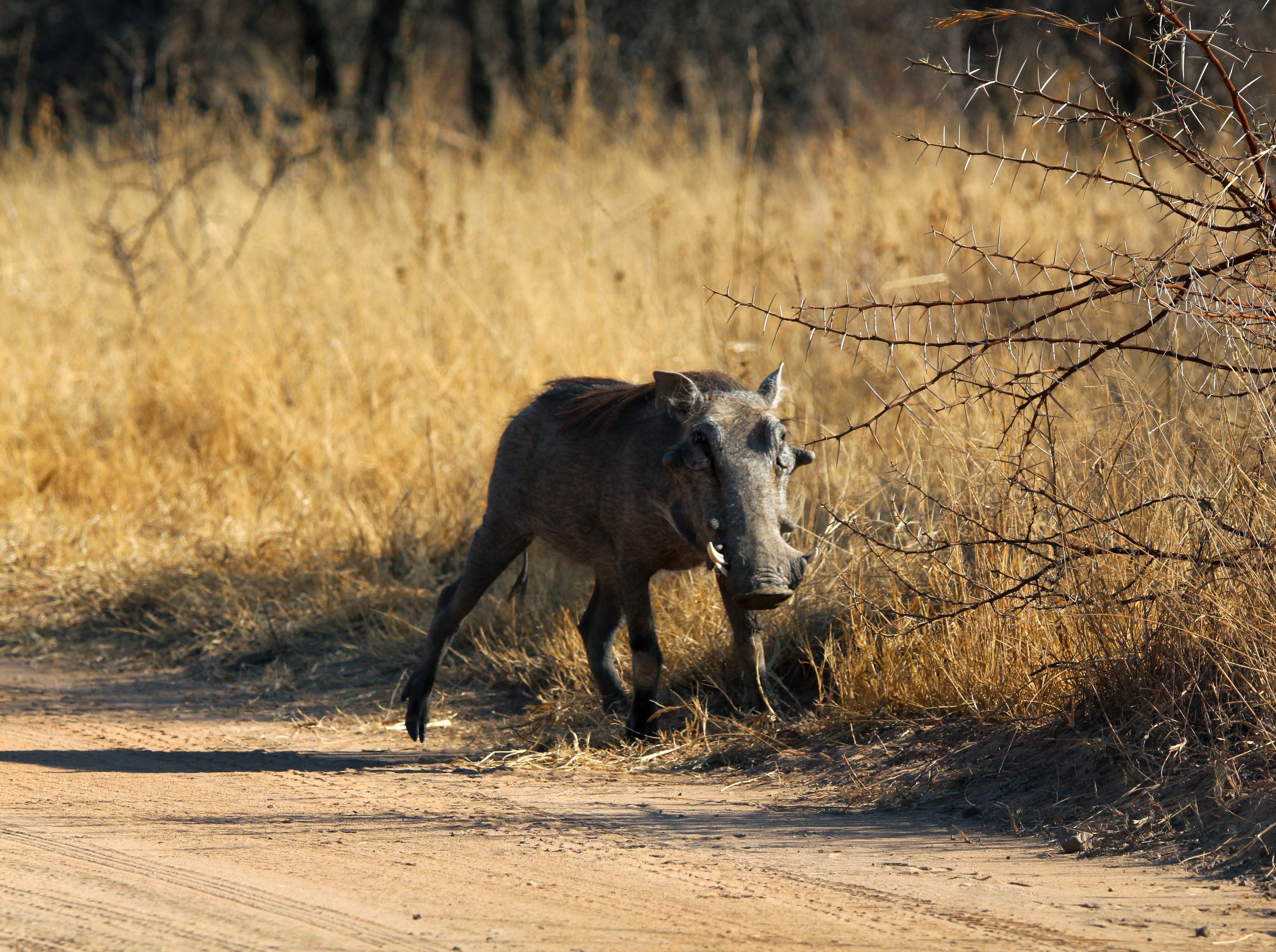 A warthog roaming the dry grasslands of the African savanna.