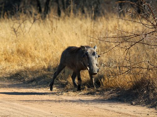 Free A warthog roaming the dry grasslands of the African savanna. Stock Photo