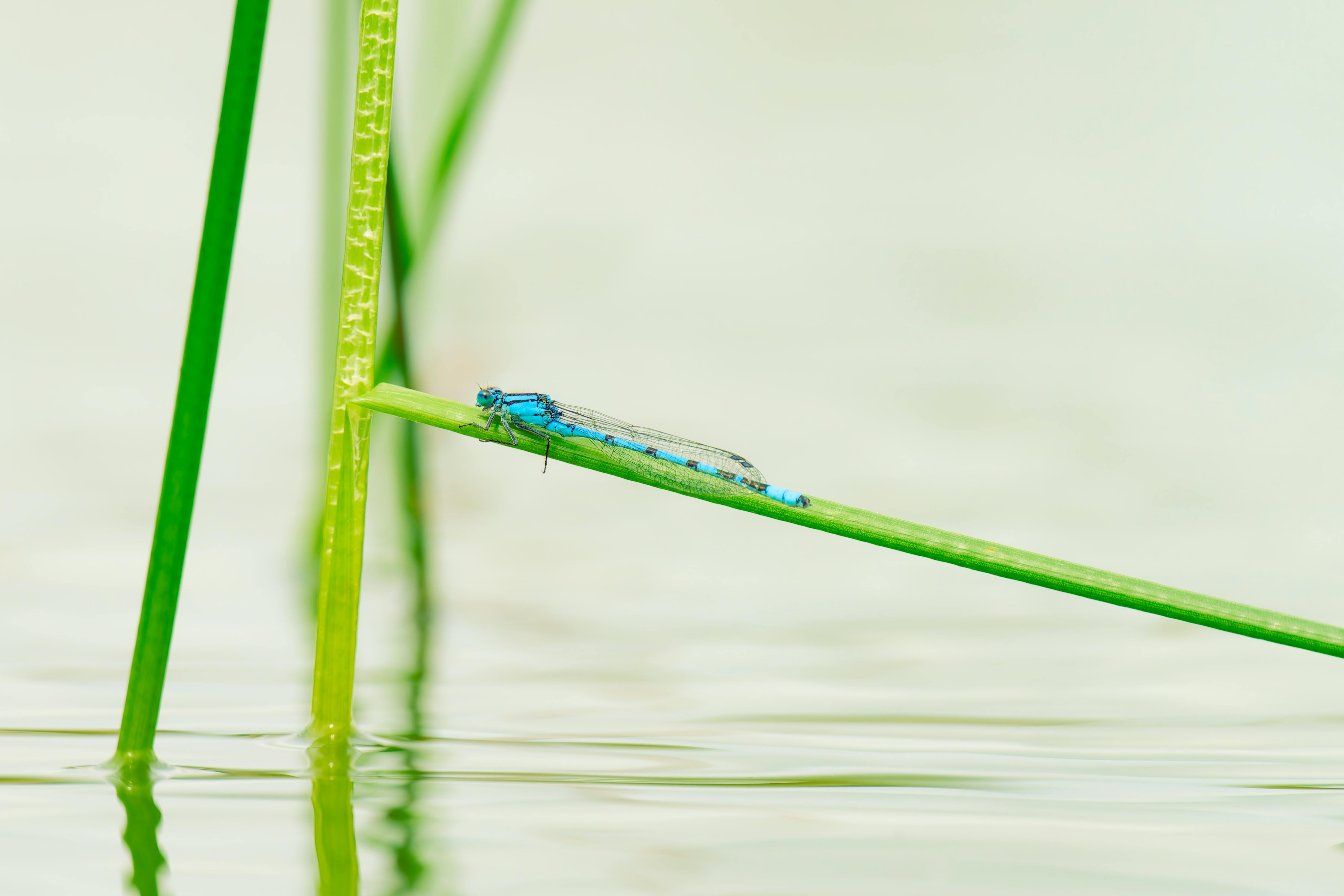 a blue dragonfly sitting on a green stalk