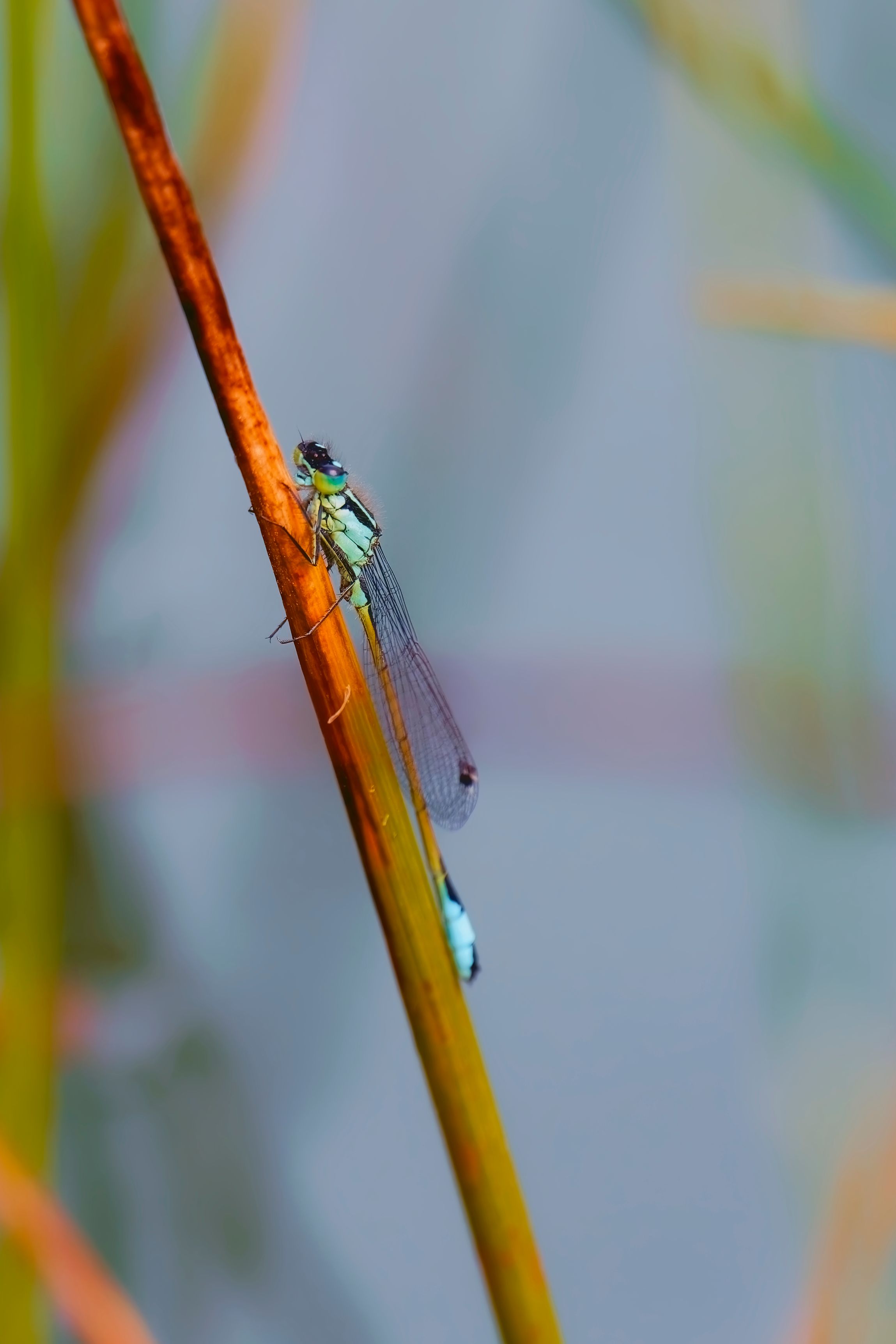 A blue dragonfly sitting on a stalk of grass · Free Stock Photo