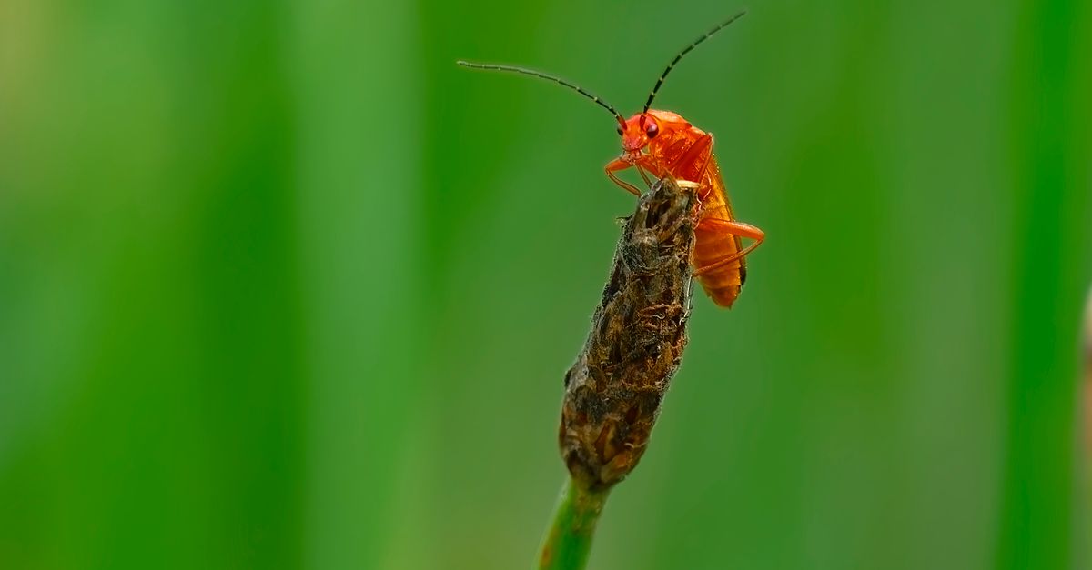 Frog Stalk Insect A small bug is sitting on top of a green stalk · Free Stock Photo