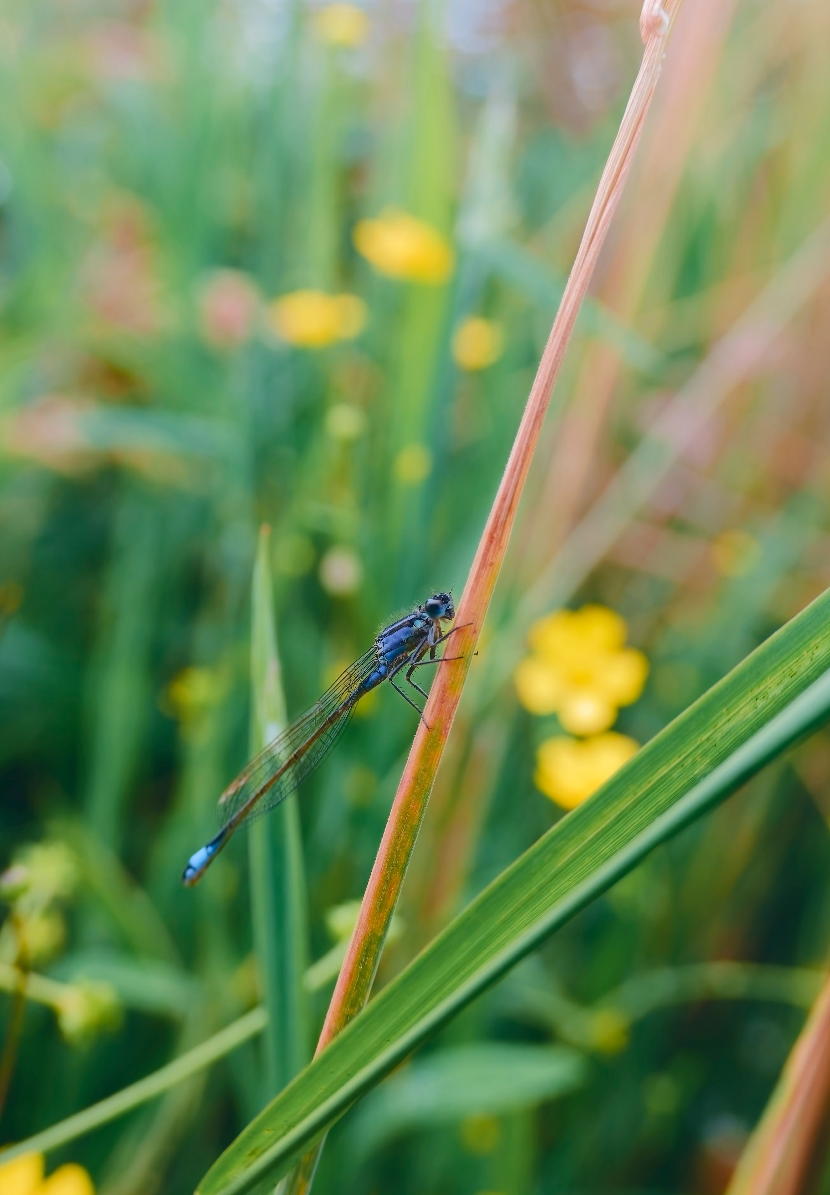 A blue dragonfly sitting on a stalk of grass · Free Stock Photo