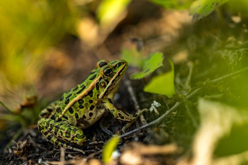 Free Close-up of a green frog camouflaged on the forest floor amid leaves in Rouyn-Noranda, QC, Canada. Stock Photo