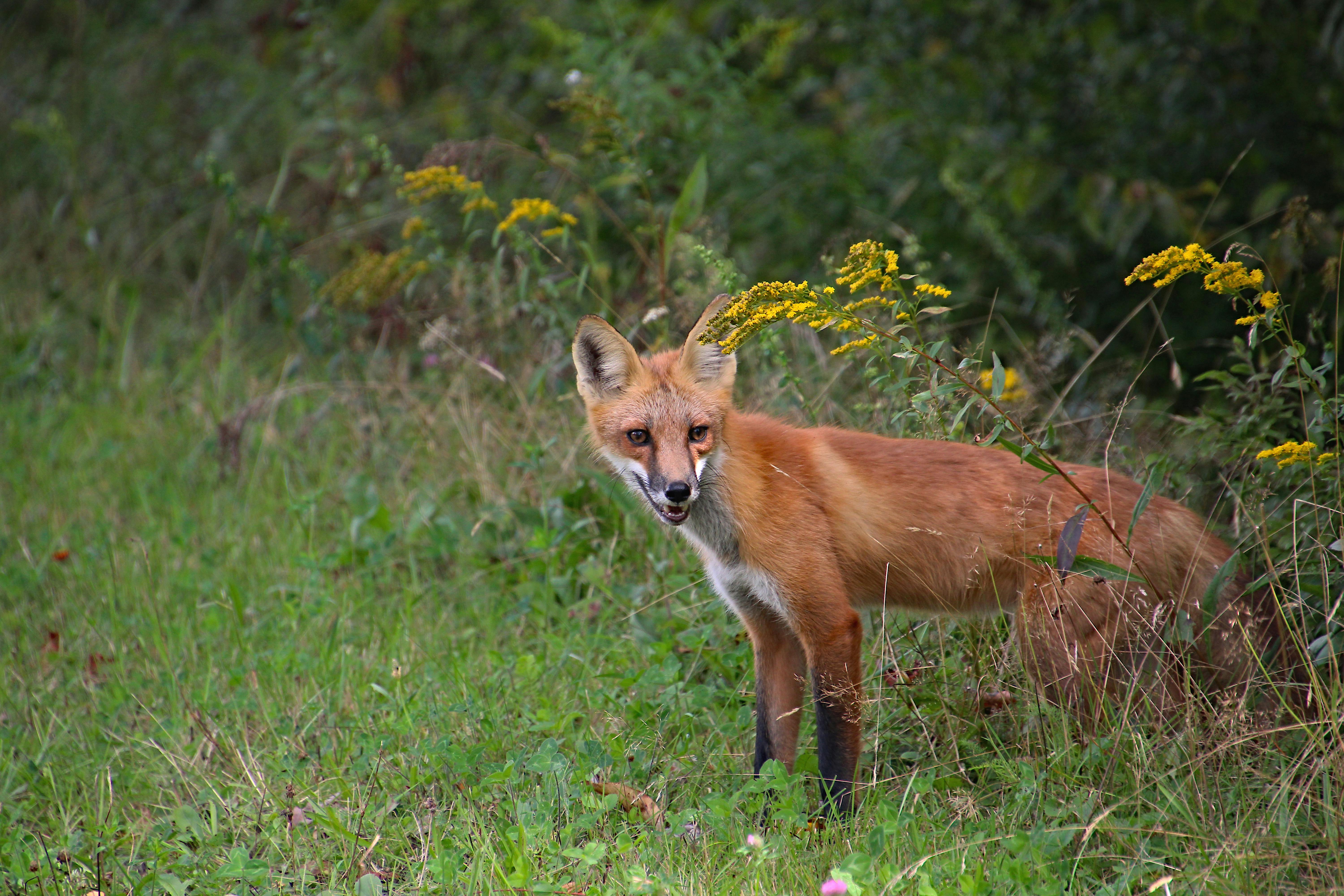 red fox surveys her surroundings