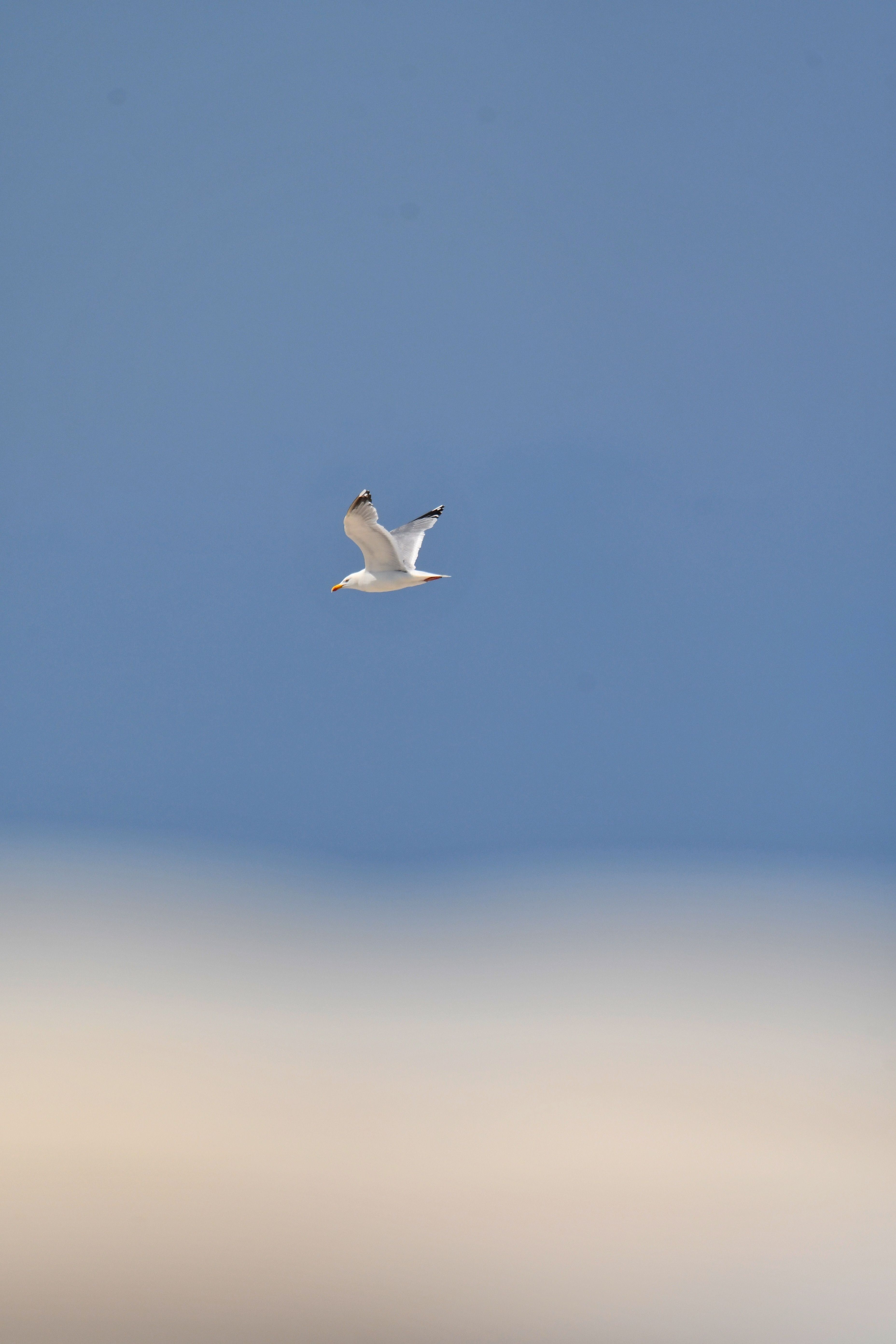 A white bird flying through the air in a blue sky · Free Stock Photo