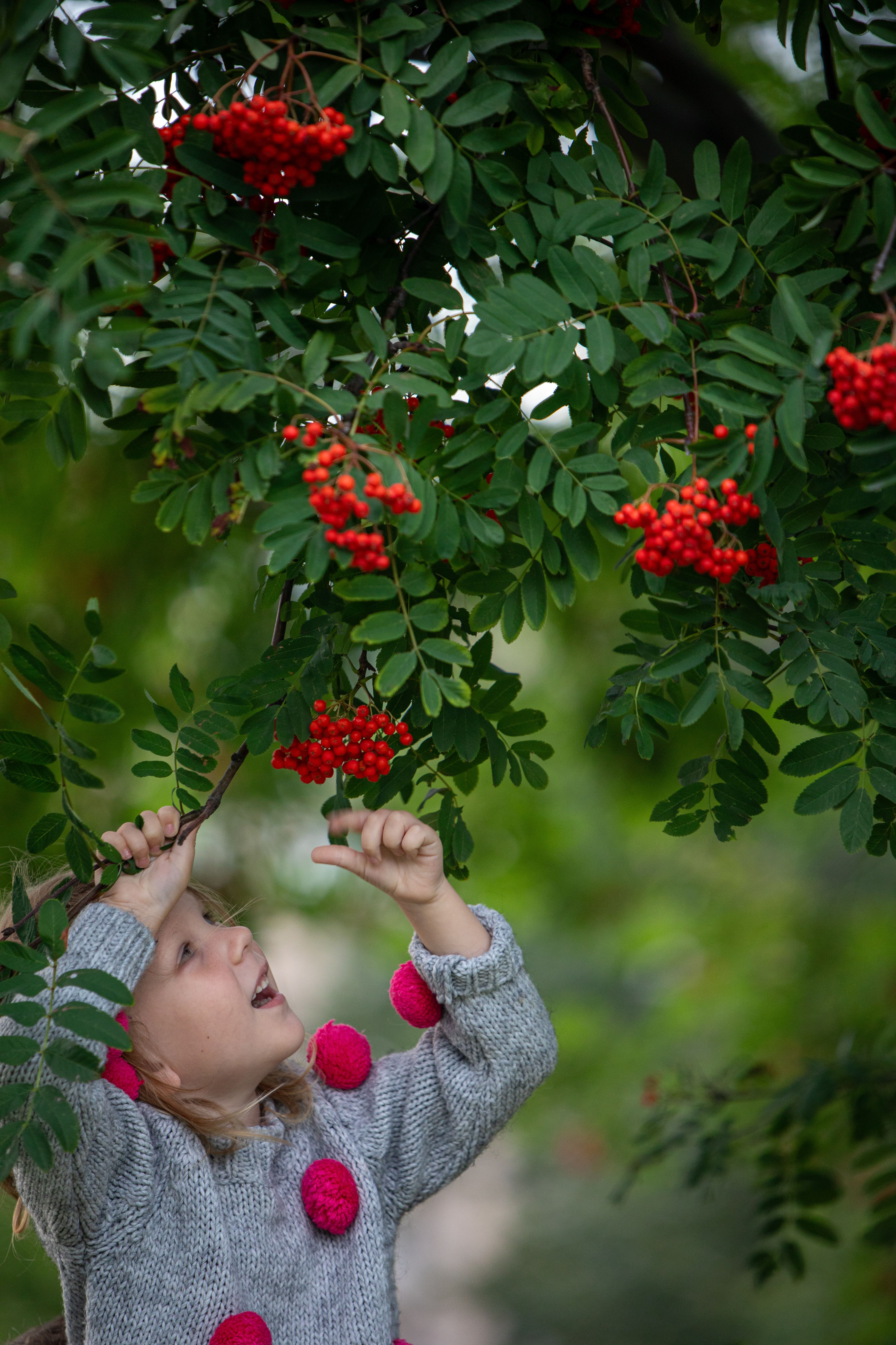 A little girl reaching up to pick berries from a tree · Free Stock Photo