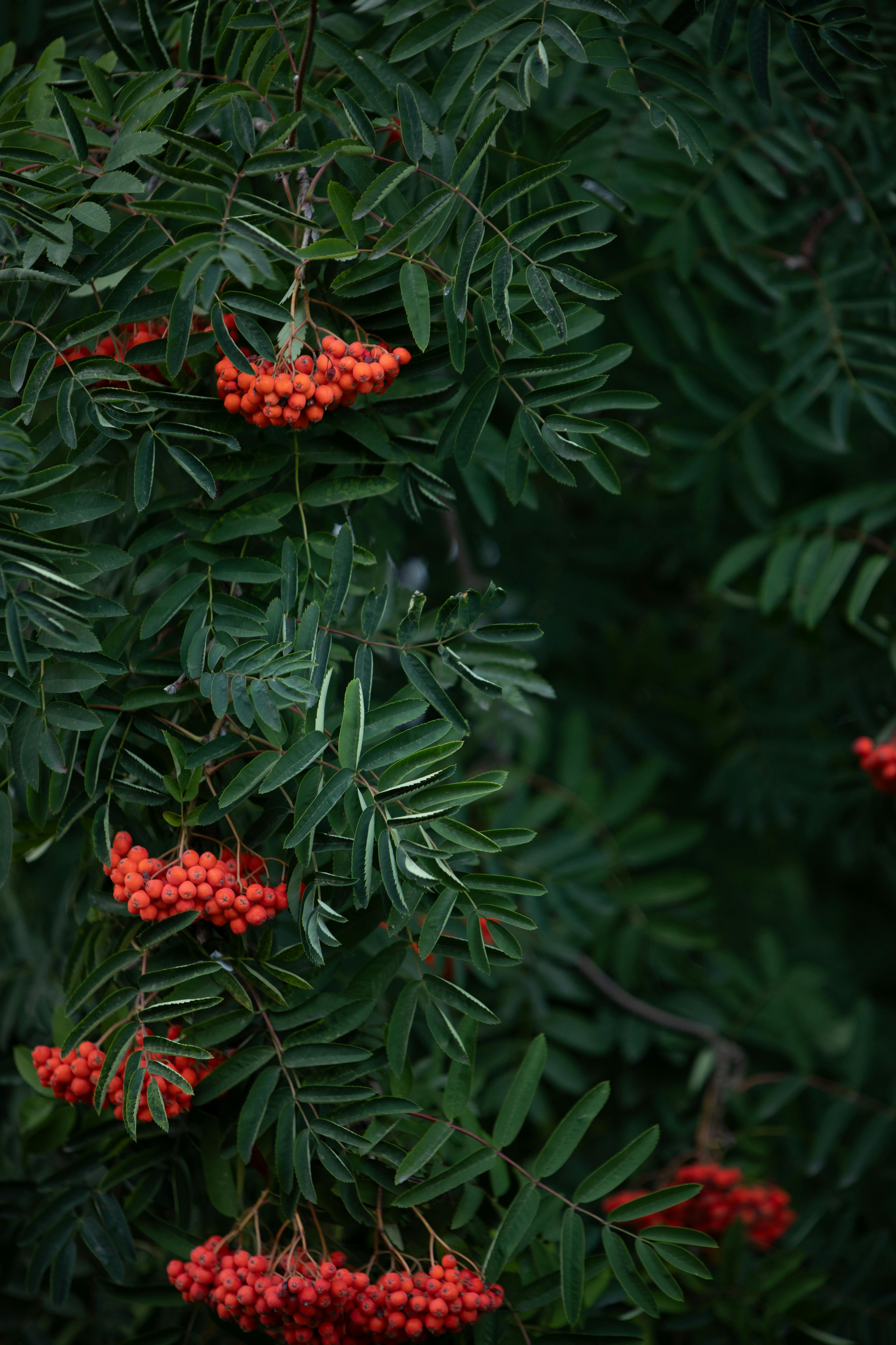 Close-up of vibrant red rowan berries amidst lush green leaves, showcasing nature's winter charm.