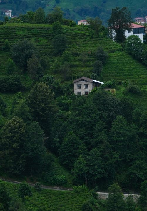 Free A secluded house nestled within the lush green tea fields on a hillside in Rize, Türkiye. Stock Photo