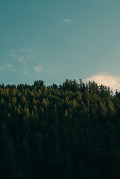 Stunning sunset view over a dense evergreen forest in Altay region, Xinjiang, China.