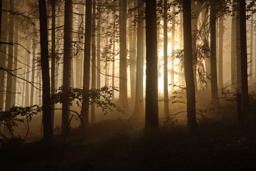 Ethereal misty forest scene with sunlight streaming through trees, evoking a serene mood.