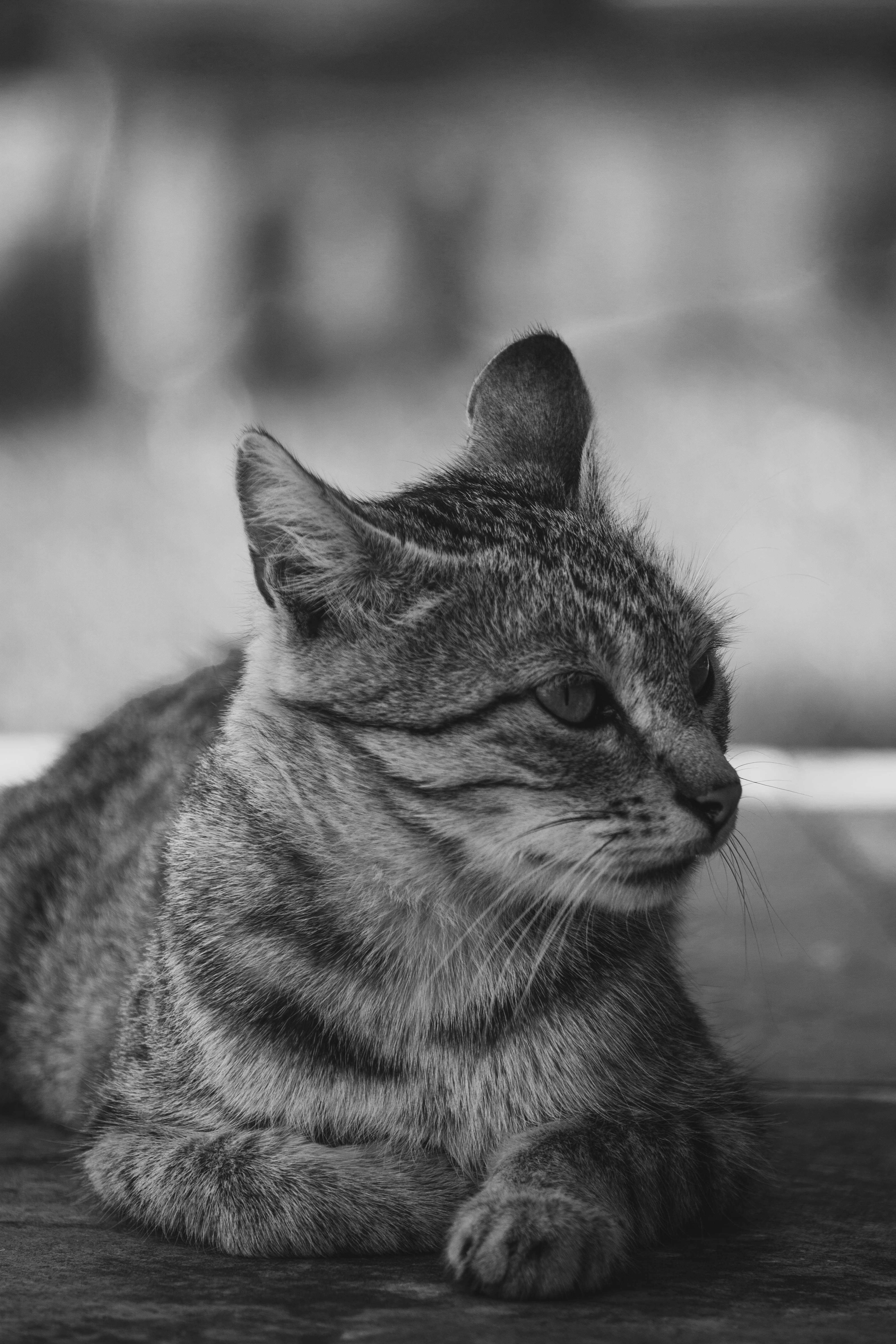A black and white photo of a cat laying down · Free Stock Photo