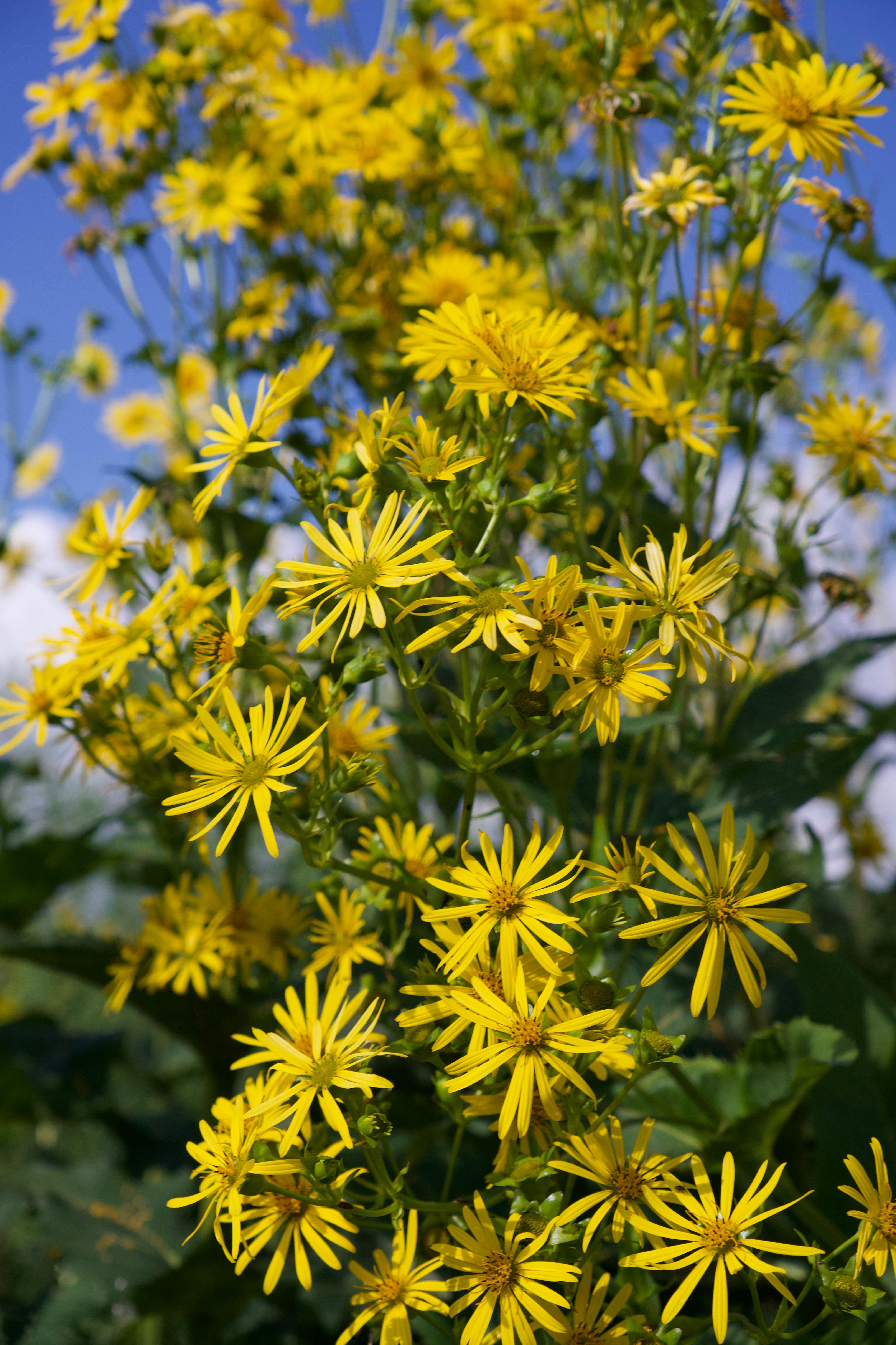 A plant with yellow flowers in the middle of a field · Free Stock Photo