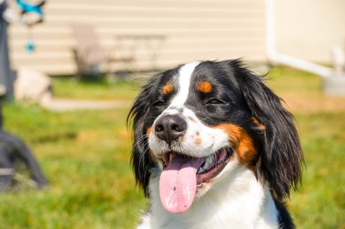 Free Close-up of a cheerful dog with tongue out enjoying a sunny day in the backyard. Stock Photo