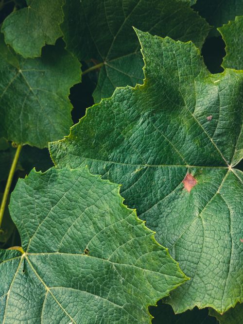 Free Detailed close-up of lush green vine leaves with prominent veins, ideal for nature themes. Stock Photo